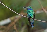 Sparkling Violetear